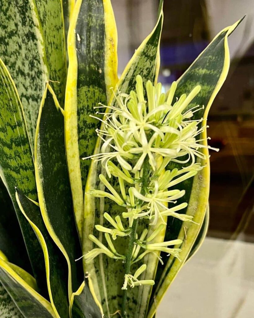 4 Lọai cây cảnh nở hoa hiếm gặp mang điềm lành cho gia chủ - Ảnh 2. 4 Lọai cây cảnh nở hoa hiếm gặp mang điềm lành cho gia chủ - Ảnh 2.