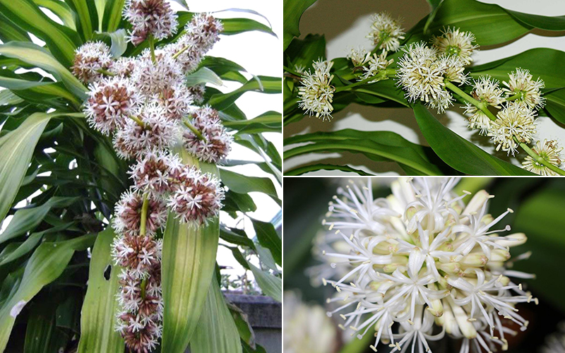 4 Lọai cây cảnh nở hoa hiếm gặp mang điềm lành cho gia chủ - Ảnh 1. 4 Lọai cây cảnh nở hoa hiếm gặp mang điềm lành cho gia chủ - Ảnh 1.