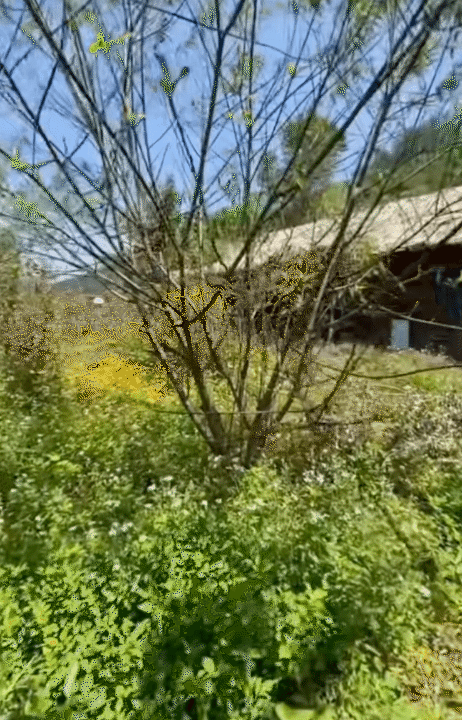 Cuộc sống giản dị ở quê: Khám phá hành trình rời Hà Nội lên núi làm vườn - Ảnh 5.