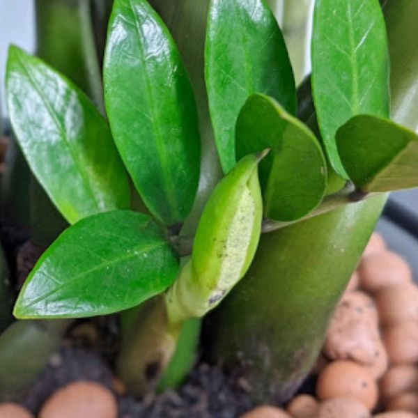 4 Lọai cây cảnh nở hoa hiếm gặp mang điềm lành cho gia chủ - Ảnh 3. 4 Lọai cây cảnh nở hoa hiếm gặp mang điềm lành cho gia chủ - Ảnh 3.