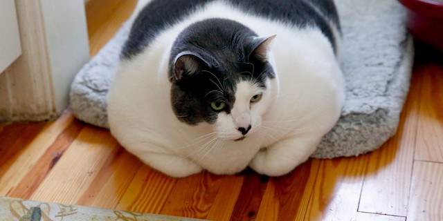 Trung Quốc cố gắng giảm cân cho mèo béo- Ảnh 1.