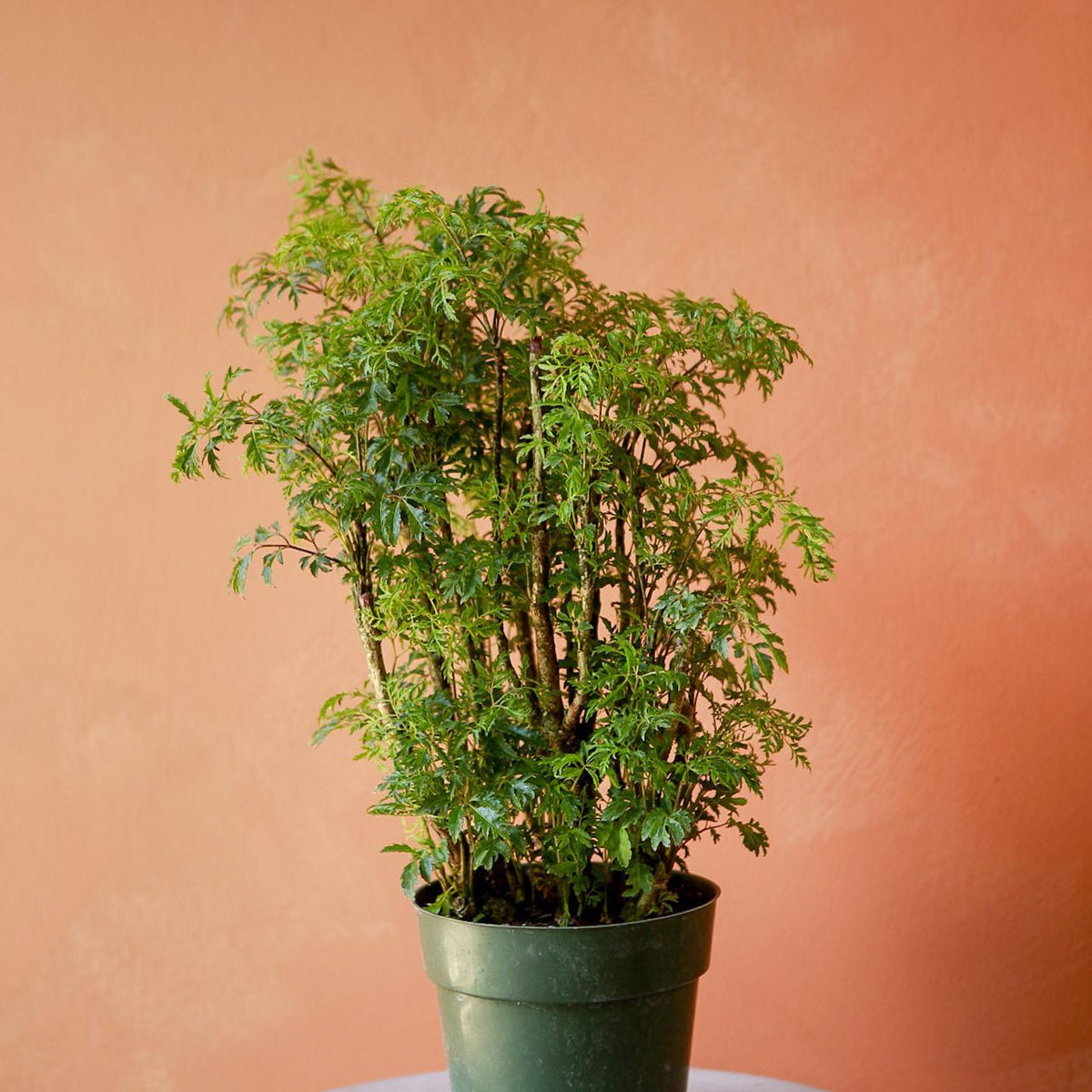 3 Lọai Cây mộc hương hút vận may , nâng cao sức khỏe cho gia đình ngày tết - Ảnh 2. 3 Lọai Cây mộc hương hút vận may , nâng cao sức khỏe cho gia đình ngày tết - Ảnh 2.