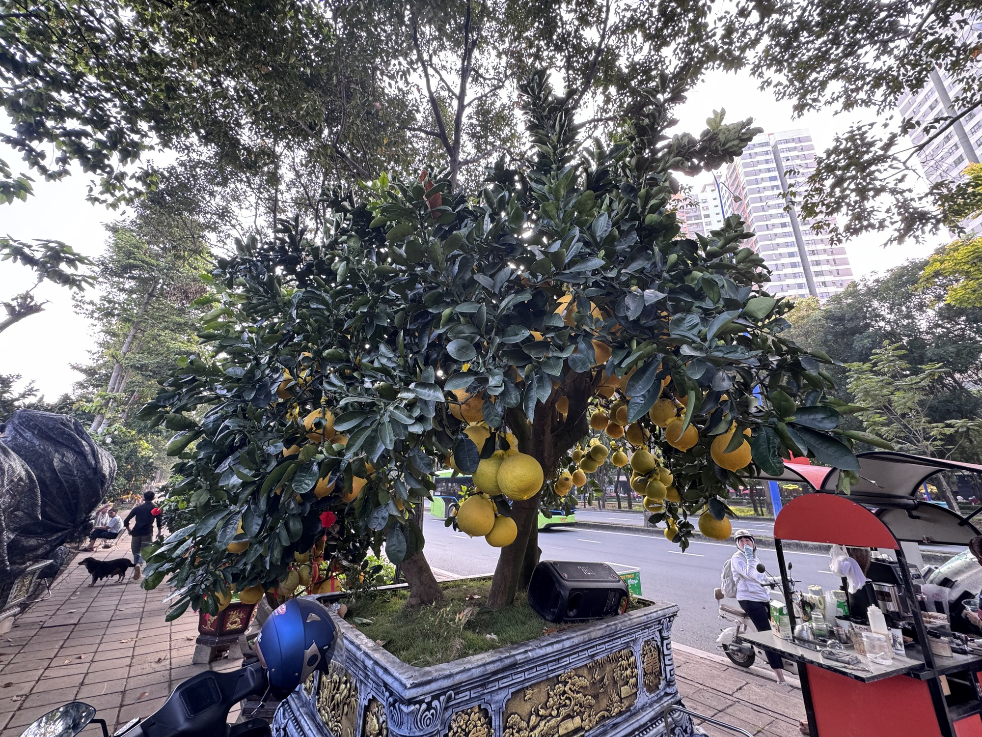 Đã mắt với cặp bưởi diễn gần 400 trái - Ảnh 2.