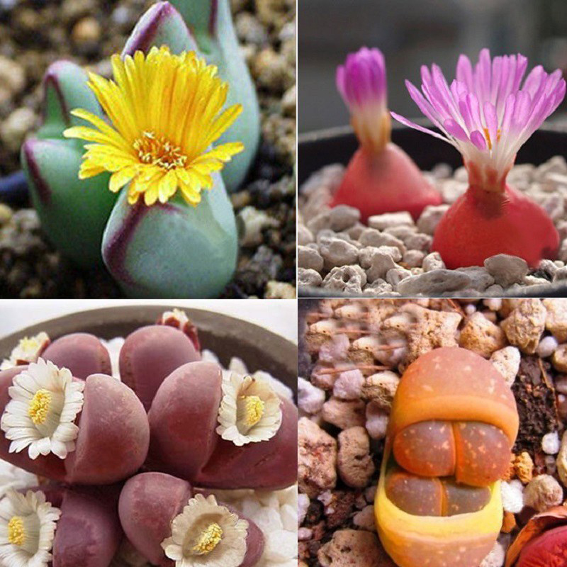 5 Cây cảnh hiếm ra hoa mang lại tài lộc cho gia chủ - Ảnh 1.