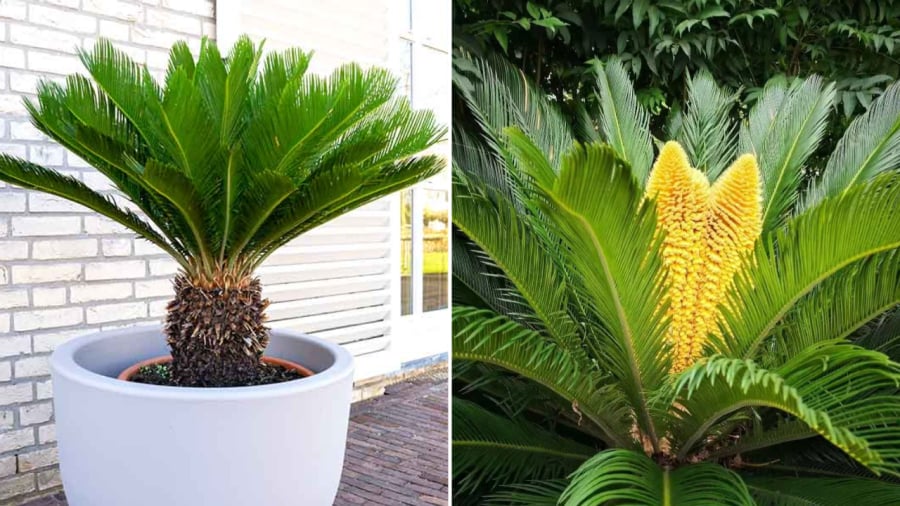 5 Cây cảnh hiếm ra hoa mang lại tài lộc cho gia chủ - Ảnh 3.