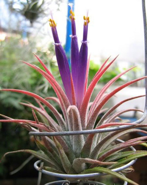 5 Cây cảnh hiếm ra hoa mang lại tài lộc cho gia chủ - Ảnh 2.