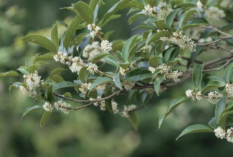 3 Lọai Cây mộc hương hút vận may , nâng cao sức khỏe cho gia đình ngày tết - Ảnh 1. 3 Lọai Cây mộc hương hút vận may , nâng cao sức khỏe cho gia đình ngày tết - Ảnh 1.