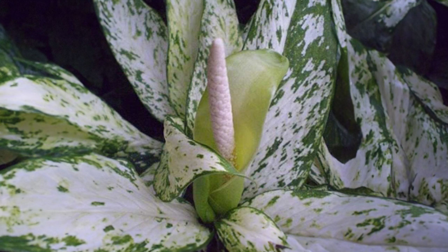 5 Cây cảnh hiếm ra hoa mang lại tài lộc cho gia chủ - Ảnh 4.