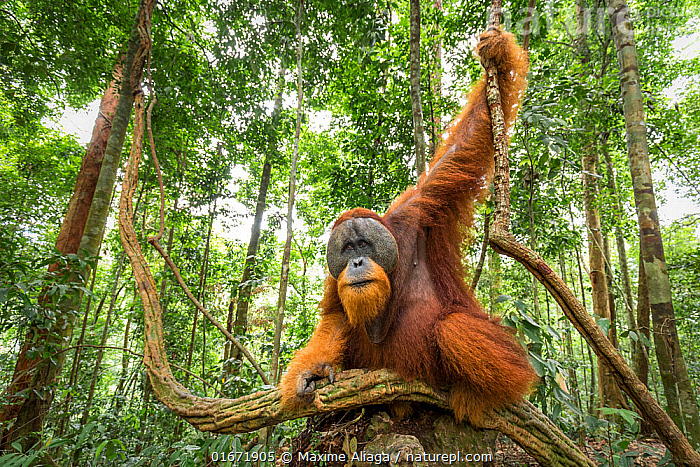 Người rừng: Lòai vật sở hữu trí tuệ vượt trội đang trên bờ vực tuyệt chủng - Ảnh 4. Người rừng: Lòai vật sở hữu trí tuệ vượt trội đang trên bờ vực tuyệt chủng - Ảnh 4.
