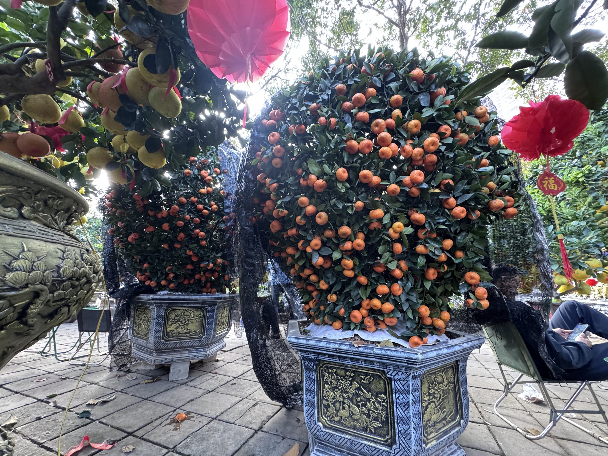 Đã mắt với cặp bưởi diễn gần 400 trái - Ảnh 5.