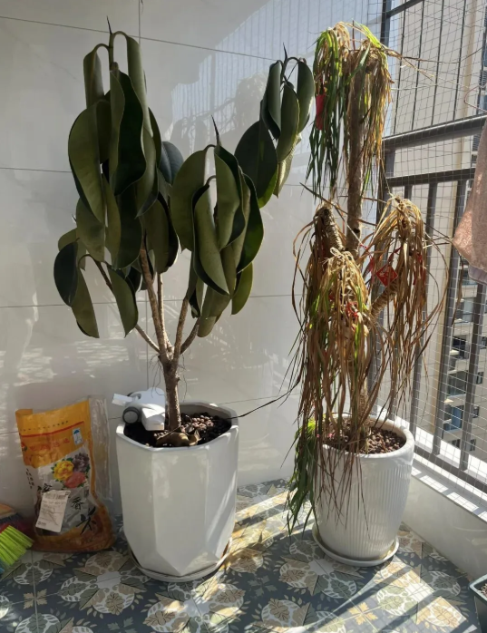 Người giàu không bao giờ để 5 thứ này ở ban công để có không gian sống thỏai mái - Ảnh 3. Người giàu không bao giờ để 5 thứ này ở ban công để có không gian sống thỏai mái - Ảnh 3.