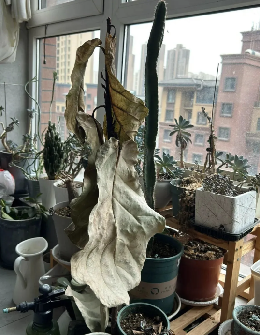 Người giàu không bao giờ để 5 thứ này ở ban công để có không gian sống thỏai mái - Ảnh 4. Người giàu không bao giờ để 5 thứ này ở ban công để có không gian sống thỏai mái - Ảnh 4.