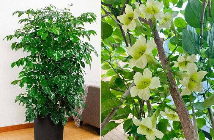 5 Cây cảnh hiếm ra hoa mang lại tài lộc cho gia chủ - Ảnh 5.