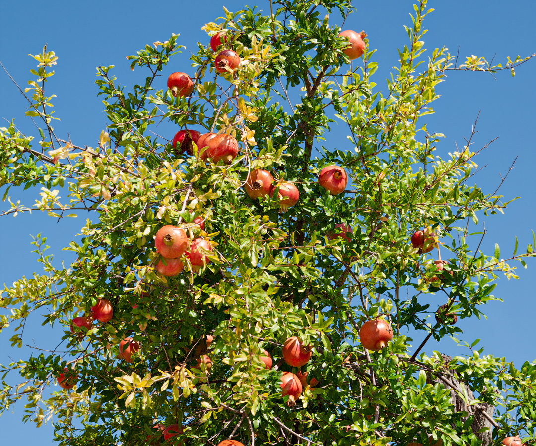 3 Lọai Cây mộc hương hút vận may , nâng cao sức khỏe cho gia đình ngày tết - Ảnh 3. 3 Lọai Cây mộc hương hút vận may , nâng cao sức khỏe cho gia đình ngày tết - Ảnh 3.