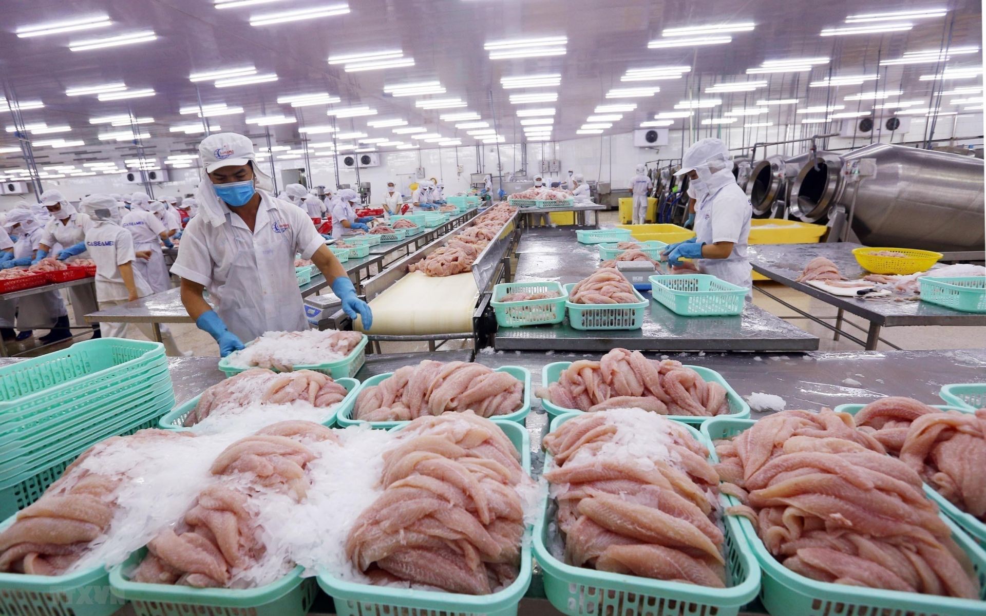 VASEP: Cùng một loại tôm, cá, mực nhưng có nơi miễn thuế, có nơi áp dụng thuế 8% hoặc 10%