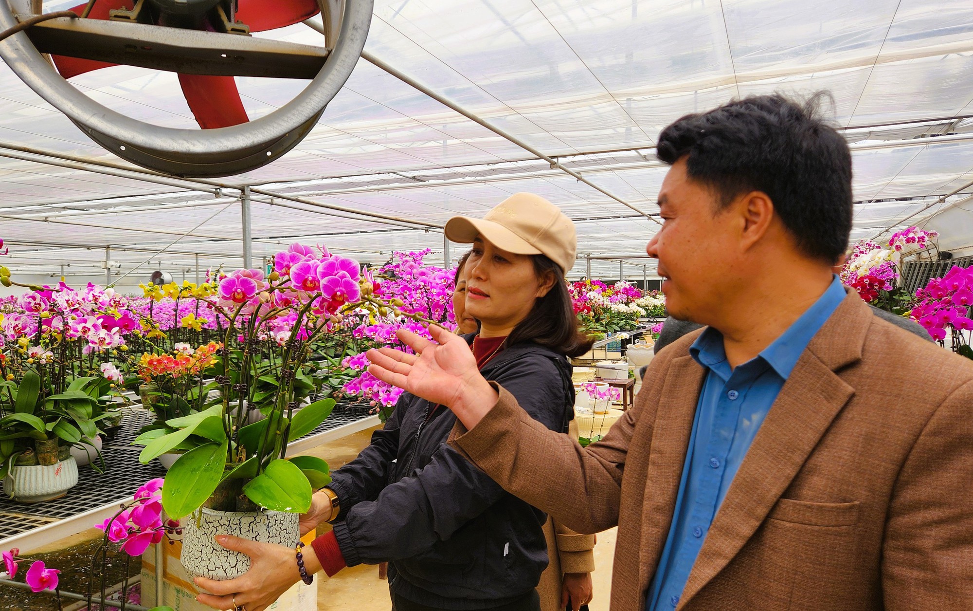 Đầu tư 10 tỉ đồng trồng lan hồ điệp cho Tết 2026 tại thanh hóa - Ảnh 10.