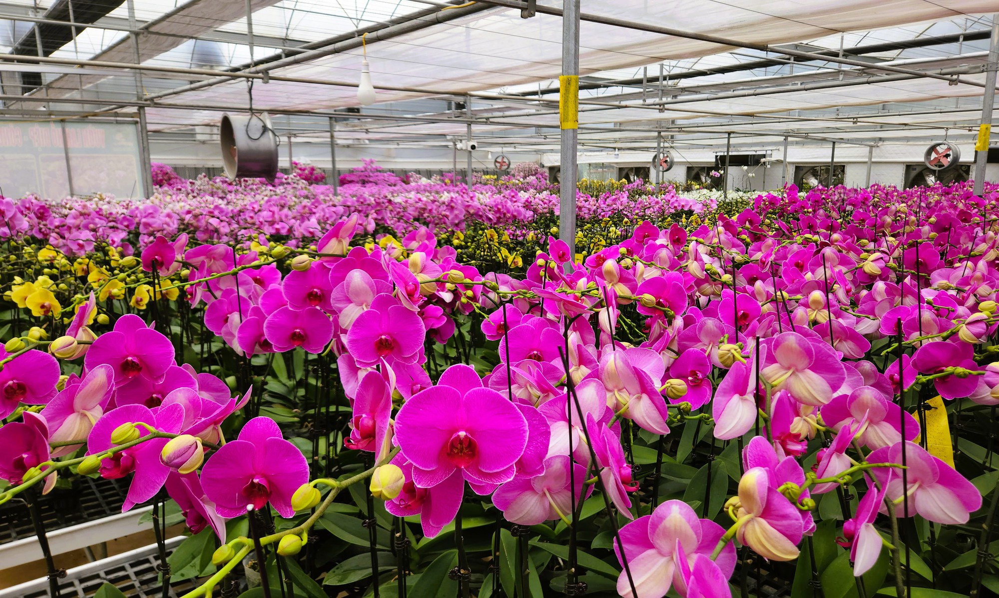 Đầu tư 10 tỉ đồng trồng lan hồ điệp cho Tết 2026 tại thanh hóa - Ảnh 5.