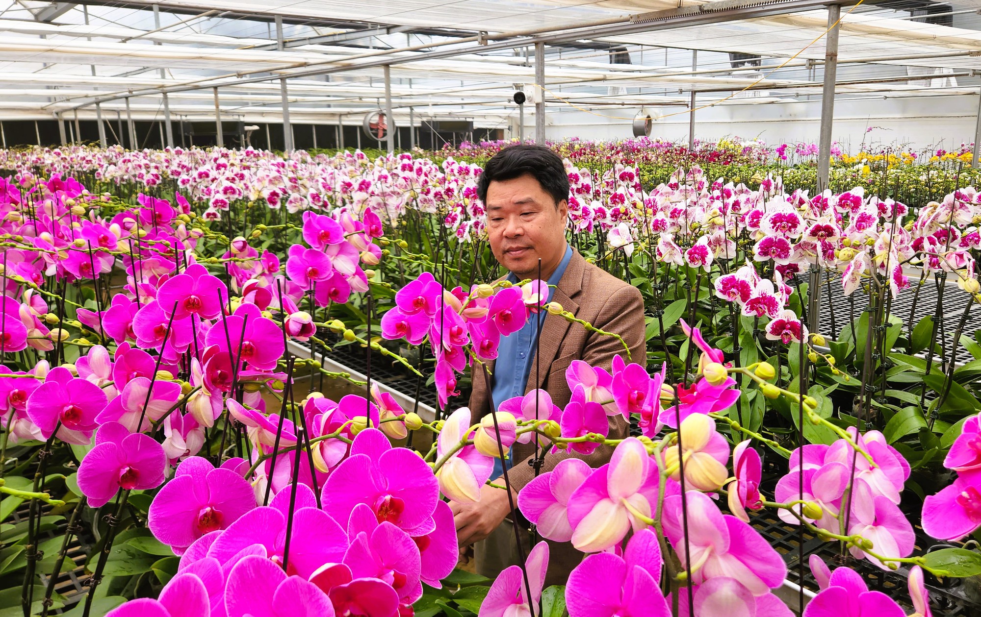 Đầu tư 10 tỉ đồng trồng lan hồ điệp cho Tết 2026 tại thanh hóa - Ảnh 1.