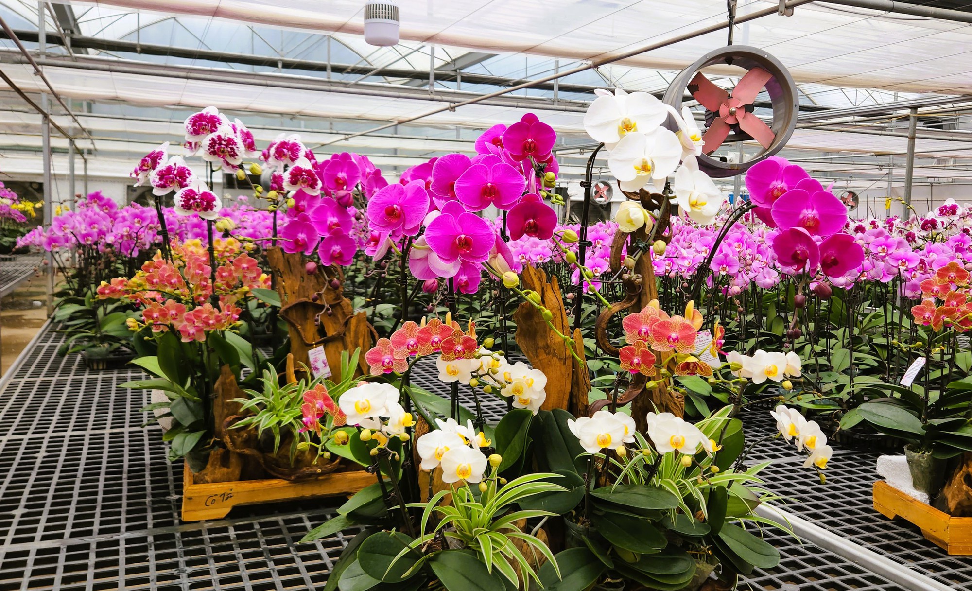 Đầu tư 10 tỉ đồng trồng lan hồ điệp cho Tết 2026 tại thanh hóa - Ảnh 12.