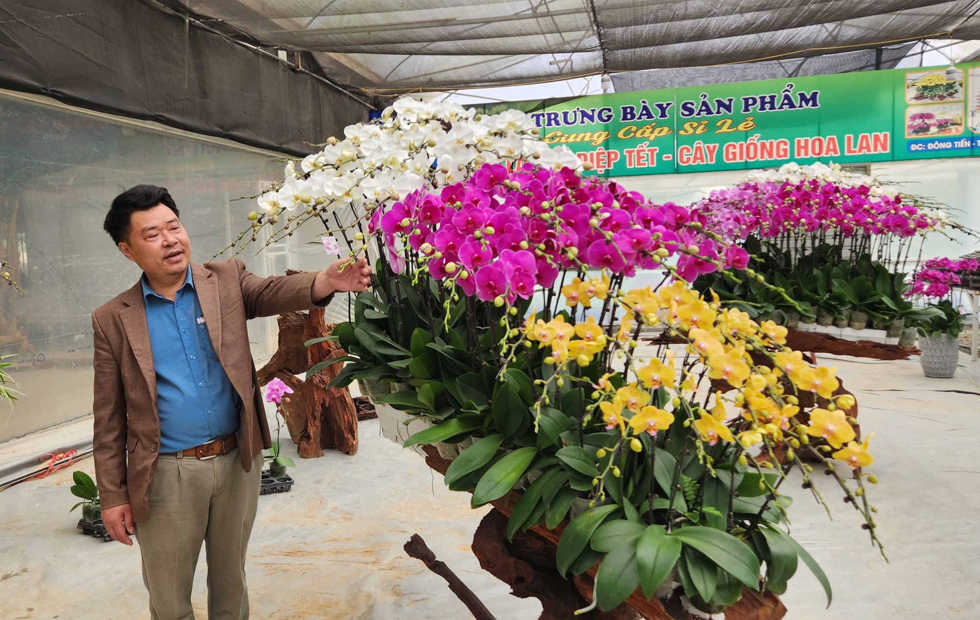 Đầu tư 10 tỉ đồng trồng lan hồ điệp cho Tết 2026 tại thanh hóa - Ảnh 16.