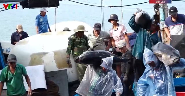 Ngư dân trúng đậm chuyến cá ngừ cuối năm - Ảnh 2.