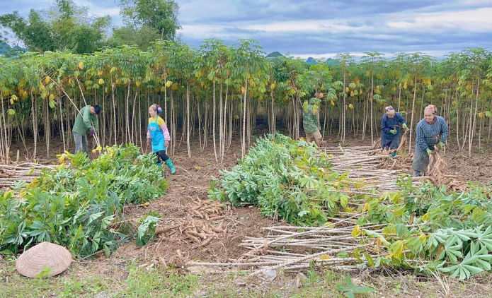 Không phải gạo hay sầu riêng, vàng dưới lòng đất của Việt Nam được Trung Quốc săn lùng đến 94%: Giá xuất khẩu lao dốc mạnh, nước ta sản xuất 18 triệu tấn mỗi năm - Ảnh 1.