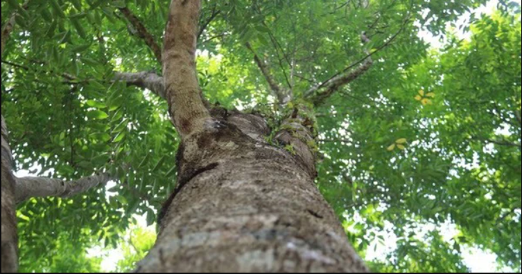 Gỗ gù hương - lọai gỗ qúy hiếm đắt hơn vàng tại Việt Nam năm 2026 - Ảnh 2.