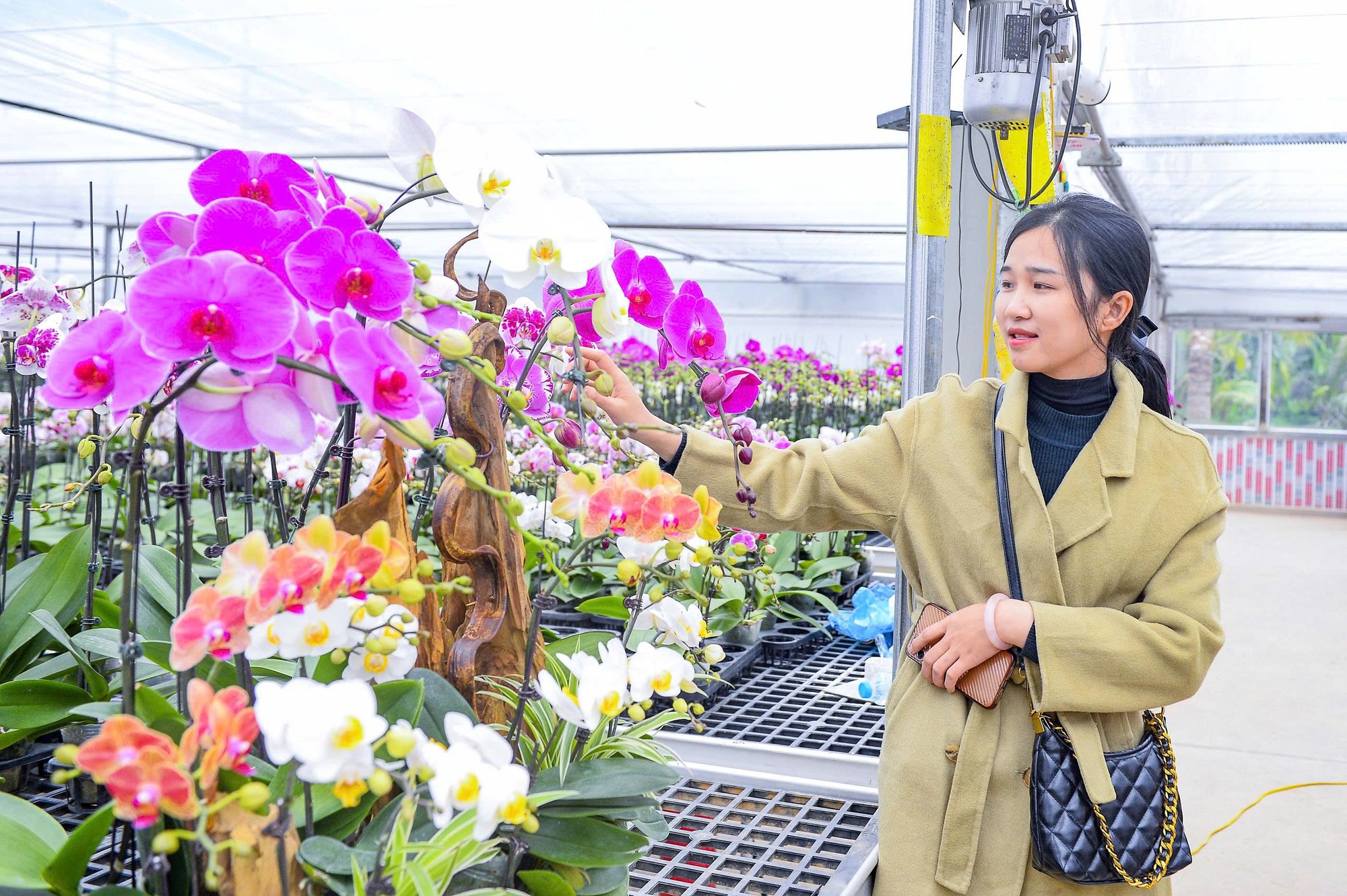 Đầu tư 10 tỉ đồng trồng lan hồ điệp cho Tết 2026 tại thanh hóa - Ảnh 8.