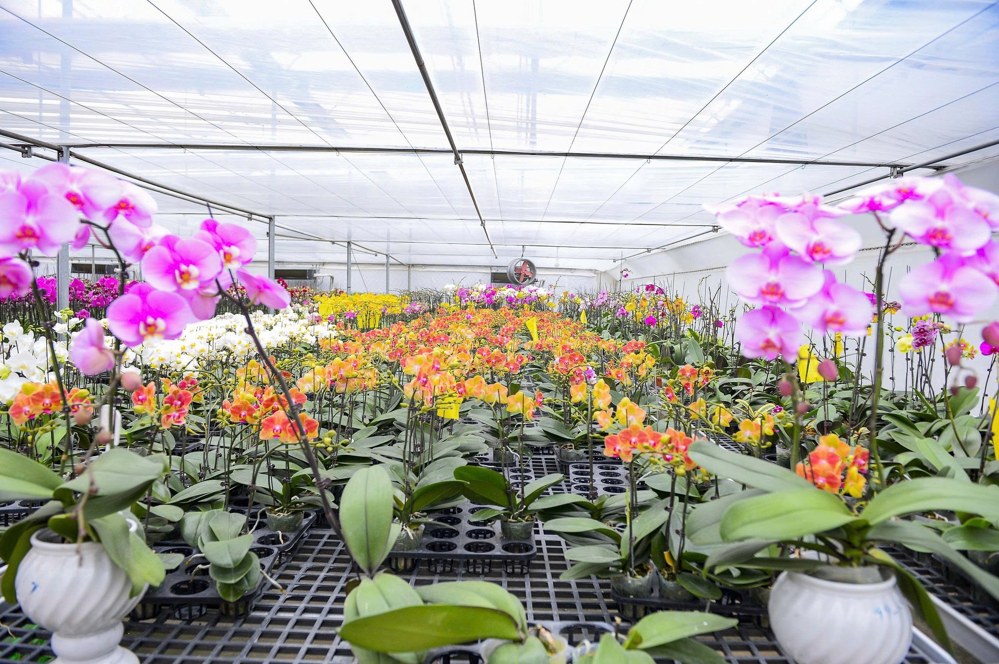 Đầu tư 10 tỉ đồng trồng lan hồ điệp cho Tết 2026 tại thanh hóa - Ảnh 7.