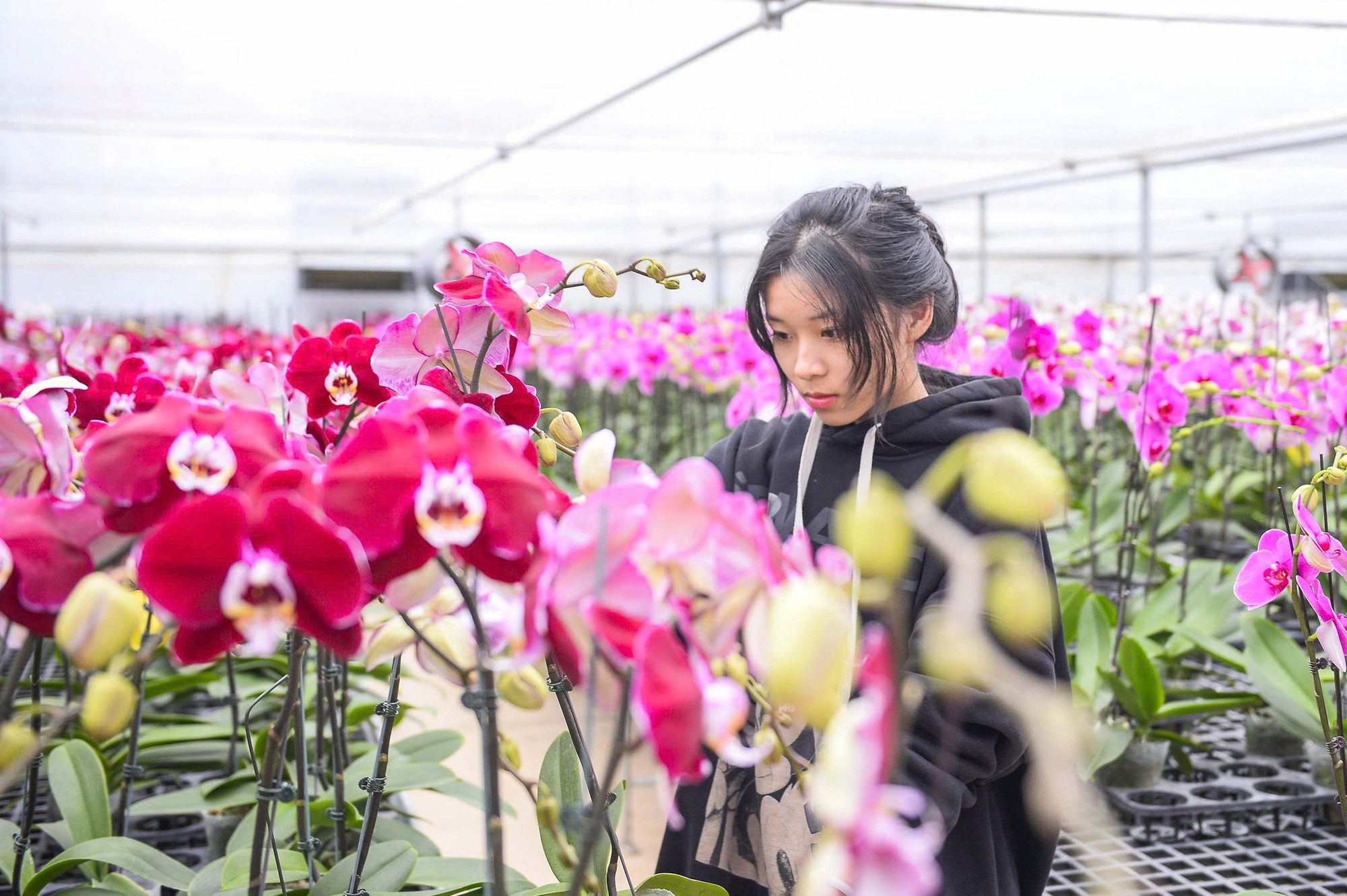 Đầu tư 10 tỉ đồng trồng lan hồ điệp cho Tết 2026 tại thanh hóa - Ảnh 3.