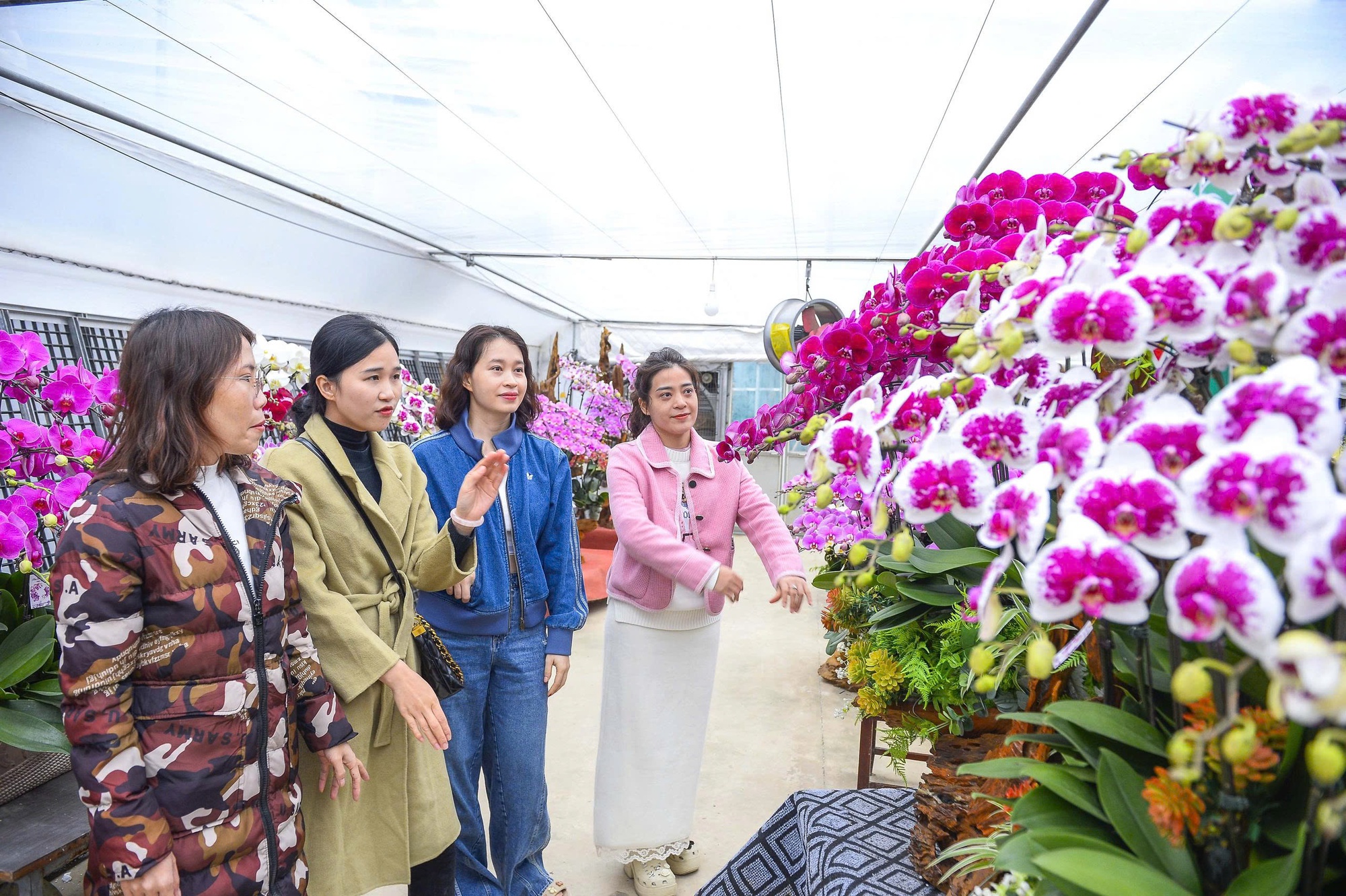 Đầu tư 10 tỉ đồng trồng lan hồ điệp cho Tết 2026 tại thanh hóa - Ảnh 14.