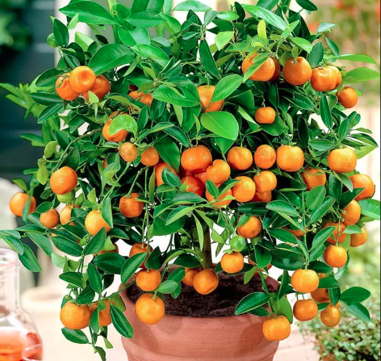 5 Lọai cây phong thủy Tết Bính Ngọ không thể thiếu trong không gian sống - Ảnh 1. 5 Lọai cây phong thủy Tết Bính Ngọ không thể thiếu trong không gian sống - Ảnh 1.