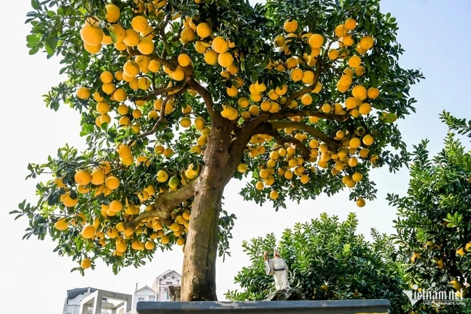 5 Lọai cây phong thủy Tết Bính Ngọ không thể thiếu trong không gian sống - Ảnh 2. 5 Lọai cây phong thủy Tết Bính Ngọ không thể thiếu trong không gian sống - Ảnh 2.