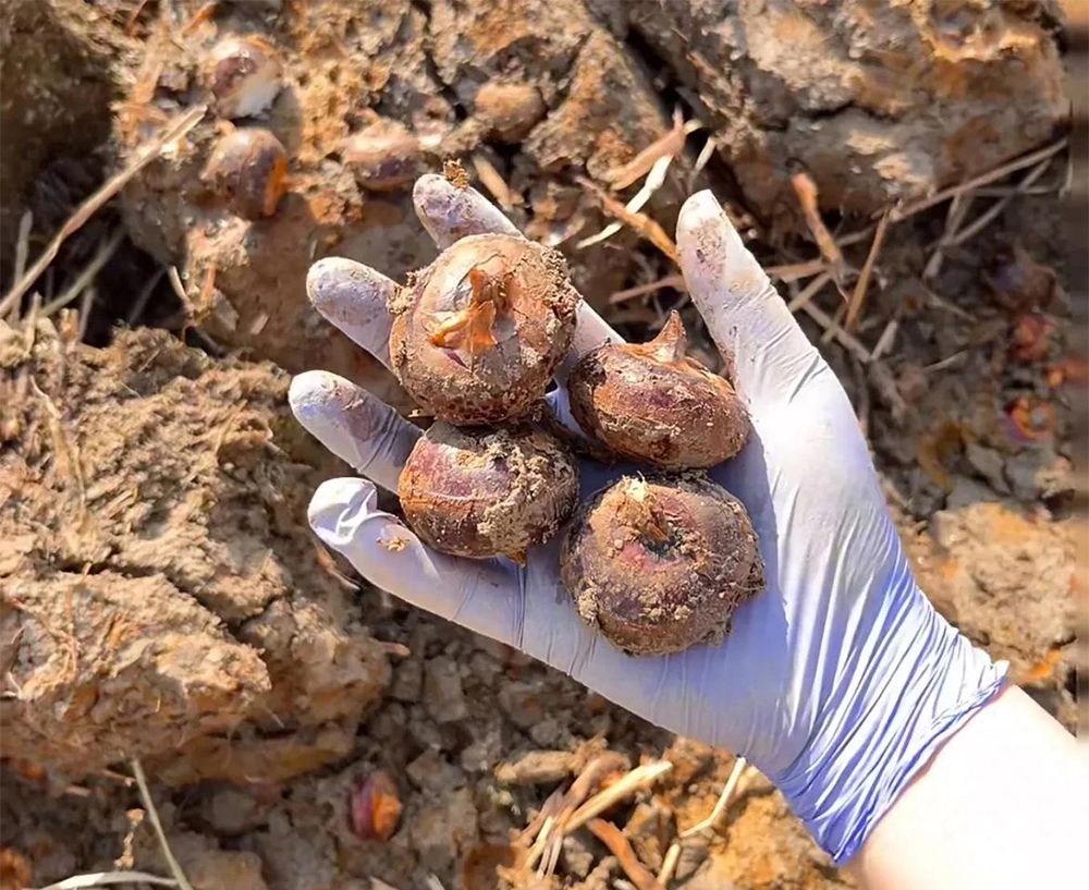 Củ năng: Thực phẩm giải độc mùa xuân bổ phổi , dễ làm và giá rẻ - Ảnh 1. Củ năng: Thực phẩm giải độc mùa xuân bổ phổi , dễ làm và giá rẻ - Ảnh 1.