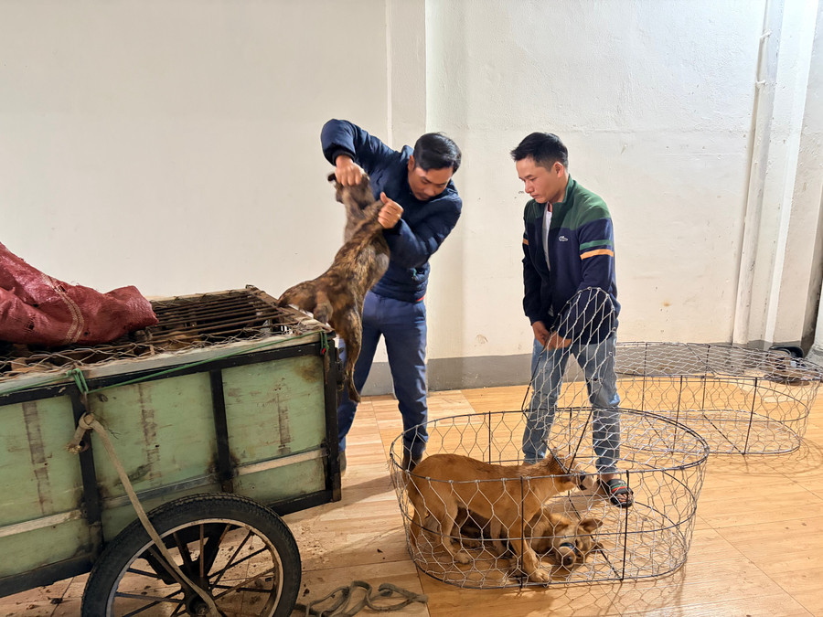 Vụ trộm 5.200 con chó, thu lợi bất chính 2,6 tỉ đồng: Khởi tố, tạm giam 6 đối tượng - Ảnh 3.