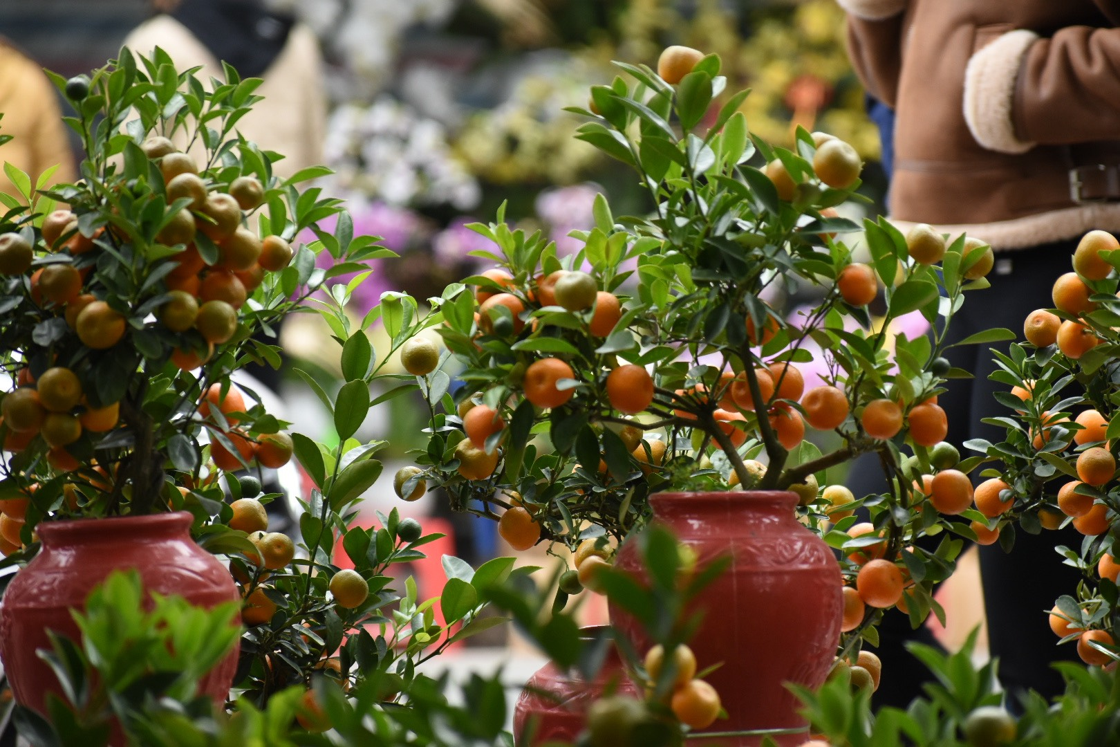 3 Lọai cây mang lại may mắn và tài lộc trong nhà dịp Tết Bính Ngọ 2026 - Ảnh 1.