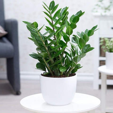 3 Lọai cây mang lại may mắn và tài lộc trong nhà dịp Tết Bính Ngọ 2026 - Ảnh 4.