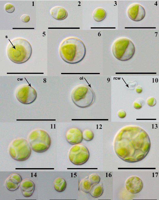 Phát hiện lòai tảo lục mới Jaagichlorella terrestris tại Vườn quốc gia Cát Tiên năm 2026 - Ảnh 1. Phát hiện lòai tảo lục mới Jaagichlorella terrestris tại Vườn quốc gia Cát Tiên năm 2026 - Ảnh 1.
