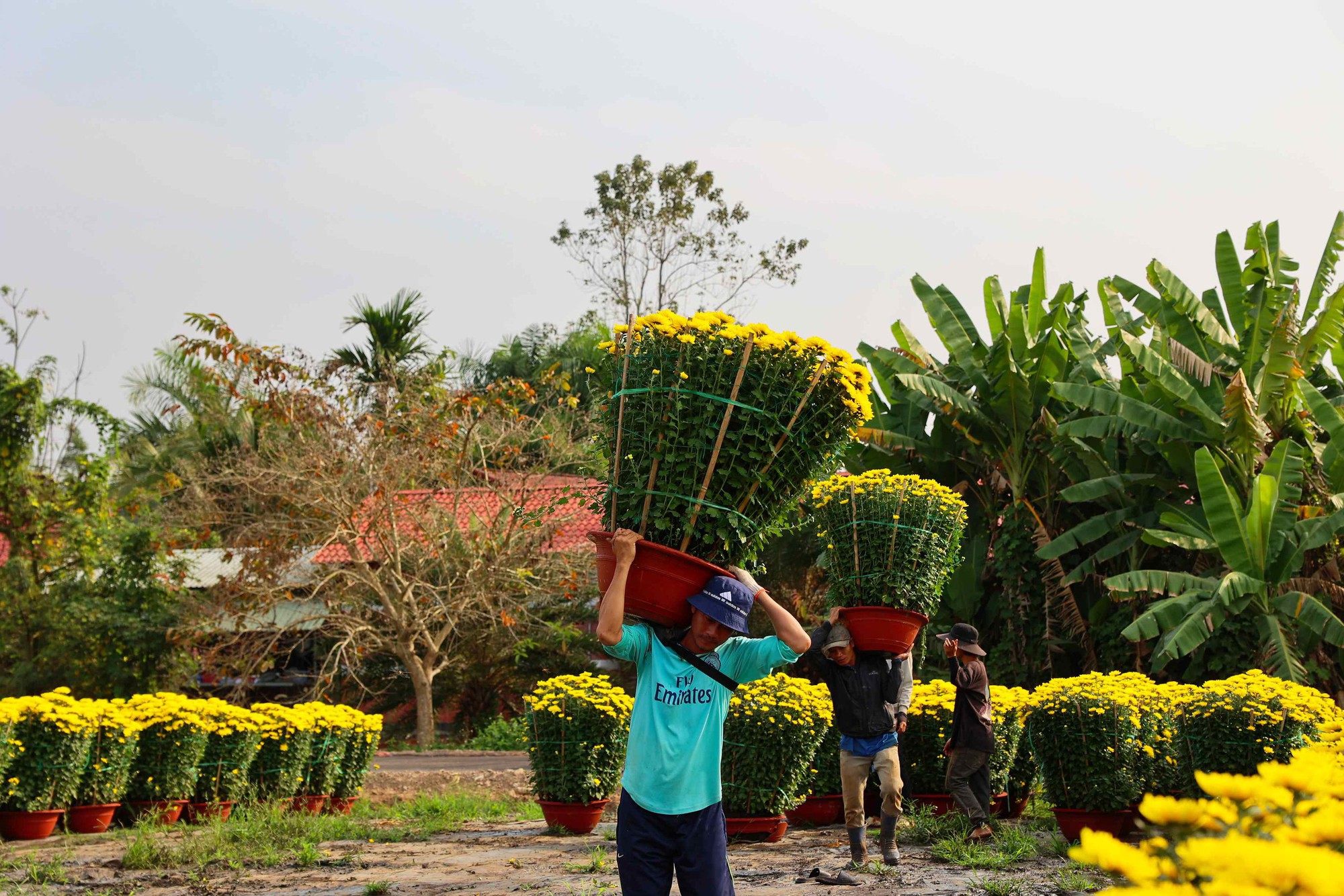 Hoa Tết vào mùa cao điểm: Rộn ràng xe hoa, thấp thỏm nỗi lo - Ảnh 3.