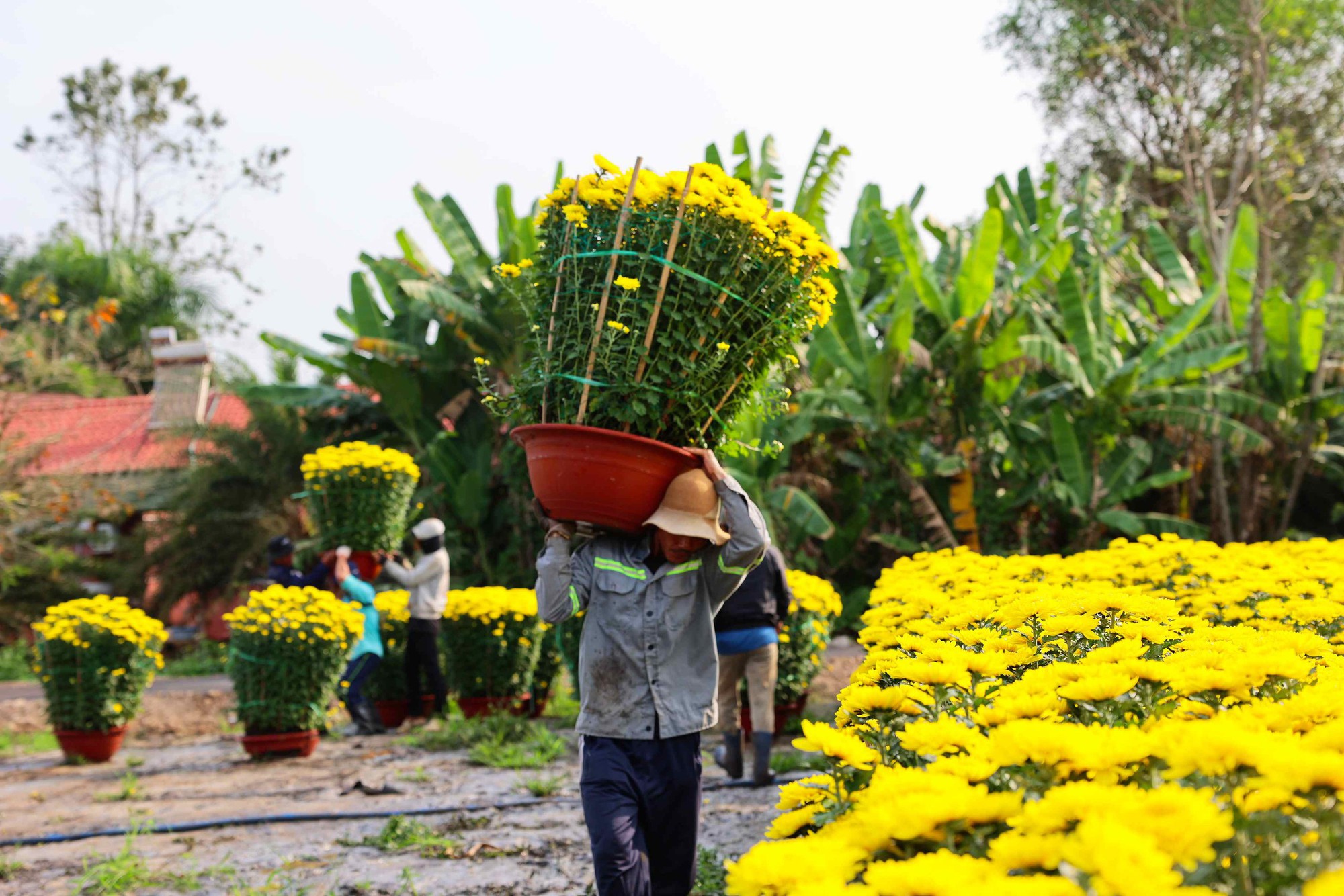 Hoa Tết vào mùa cao điểm: Rộn ràng xe hoa, thấp thỏm nỗi lo - Ảnh 6.