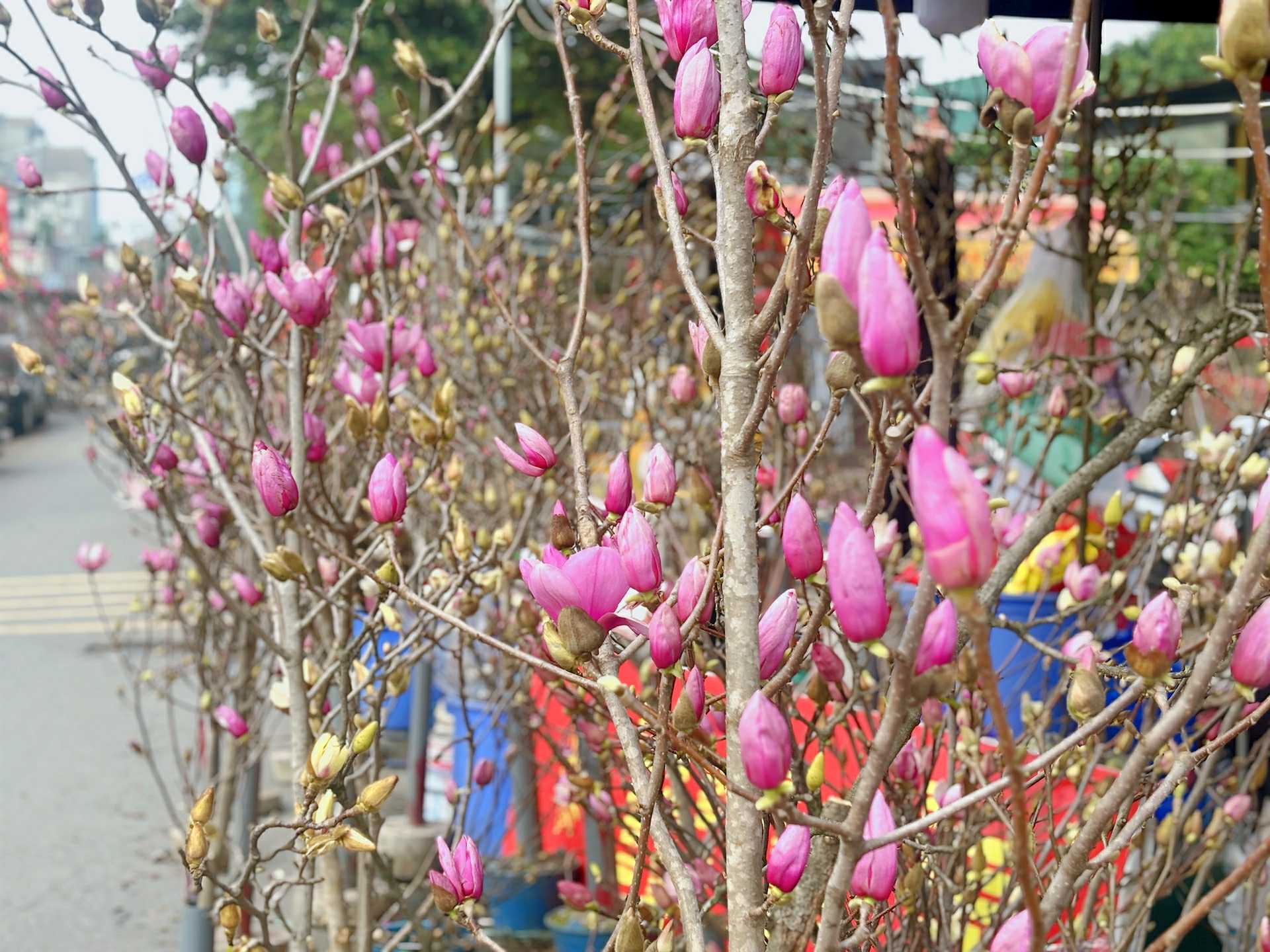 Cập nhật giá cả hoa ngày 28 Tết: Tuyết mai rẻ bất ngờ, cúc đẹp “đỉnh cao”, mộc lan trở thành hot trend - Ảnh 8.