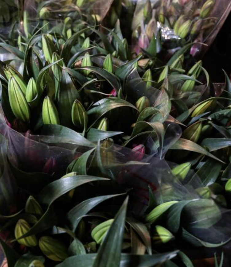 Phát điên vì hoa Tết năm nay!- Ảnh 9.