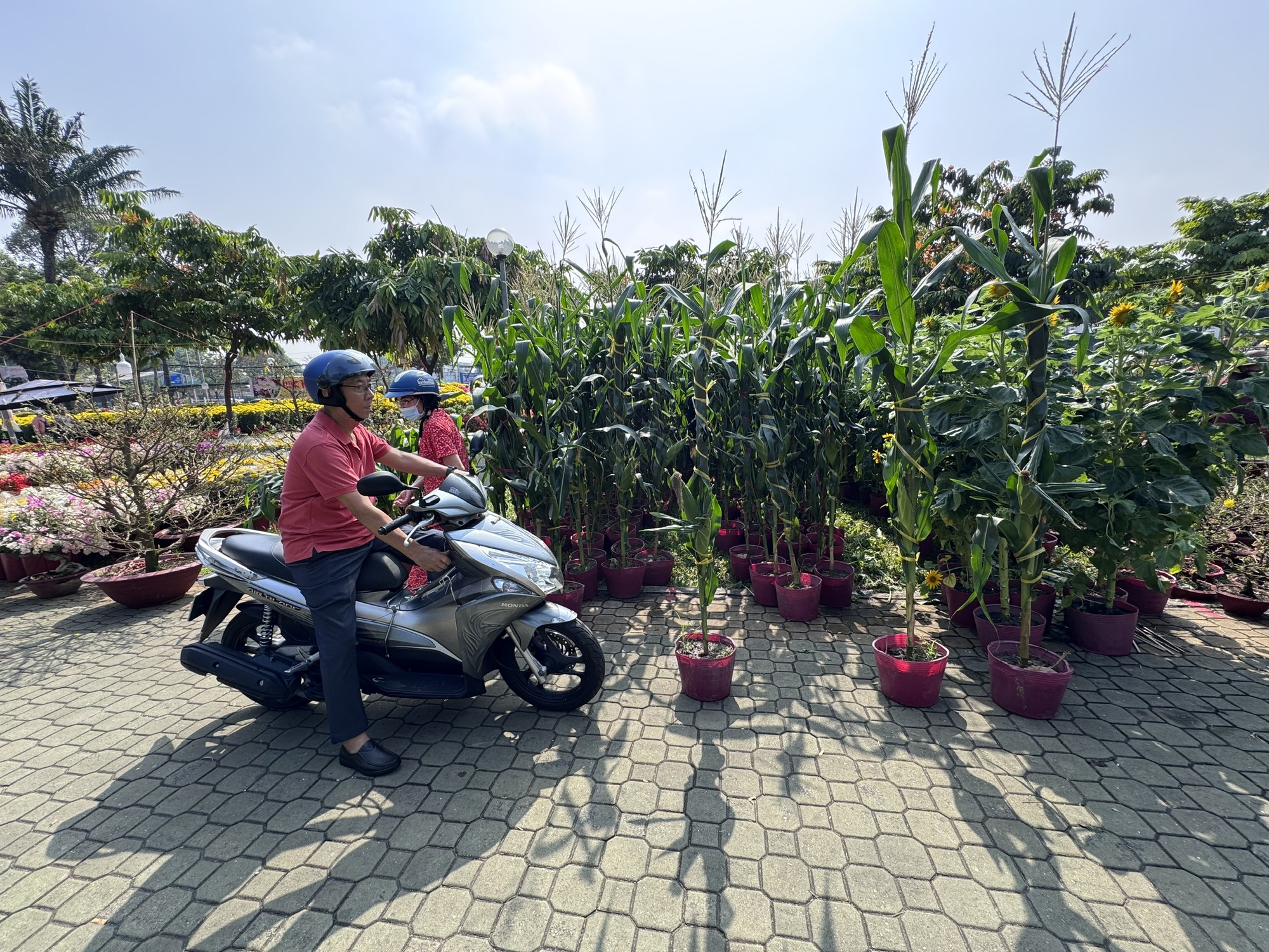 Khám phá các lọai hoa kiểng lạ tại chợ hoa Tết 2026 ở TP HCM - Ảnh 10.