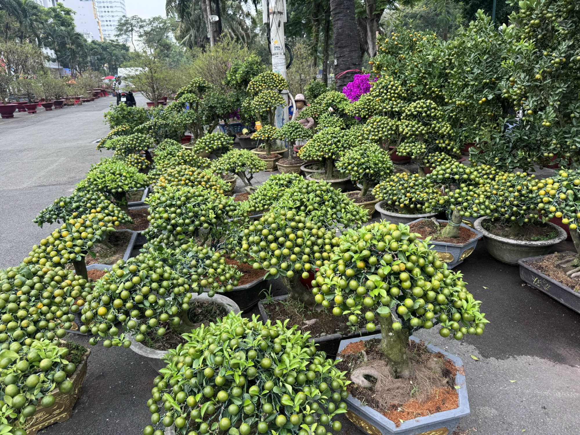 Khám phá các lọai hoa kiểng lạ tại chợ hoa Tết 2026 ở TP HCM - Ảnh 5.