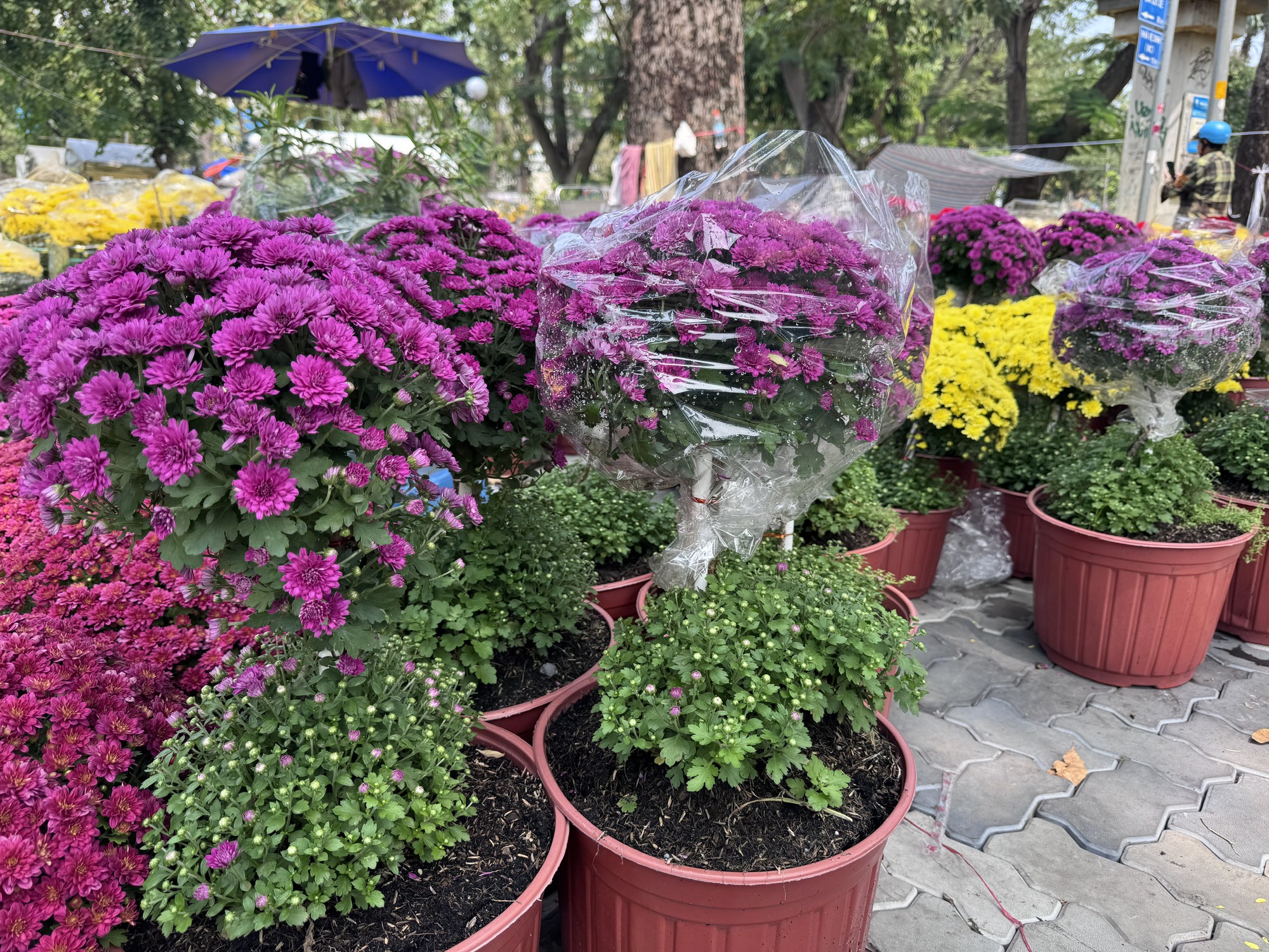 Khám phá các lọai hoa kiểng lạ tại chợ hoa Tết 2026 ở TP HCM - Ảnh 4.