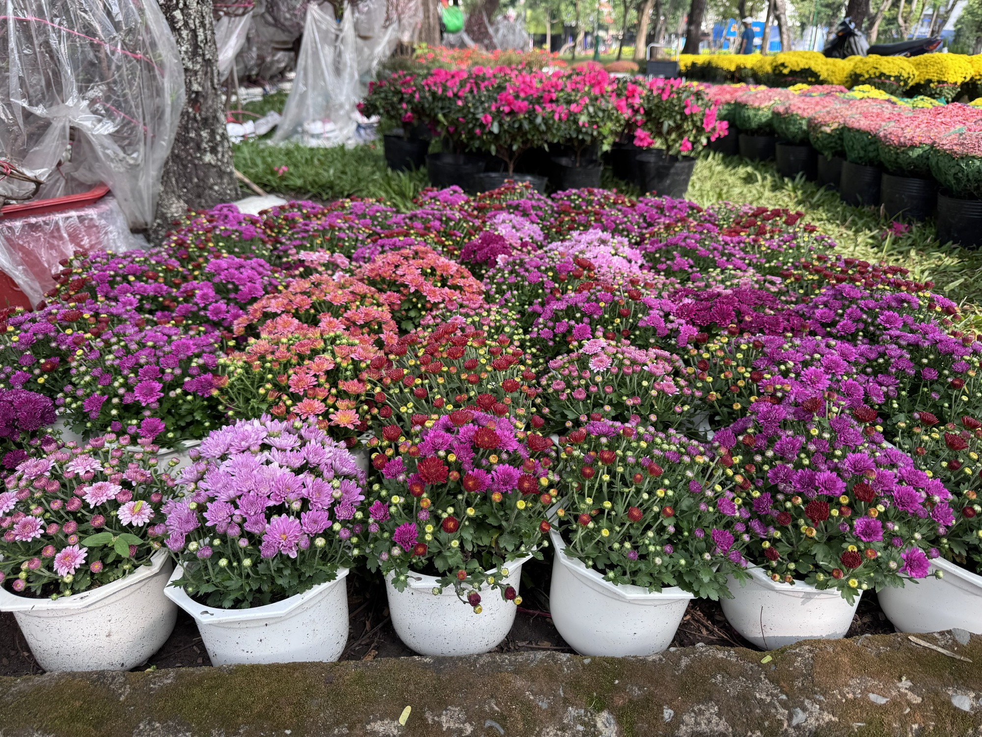 Khám phá các lọai hoa kiểng lạ tại chợ hoa Tết 2026 ở TP HCM - Ảnh 13.