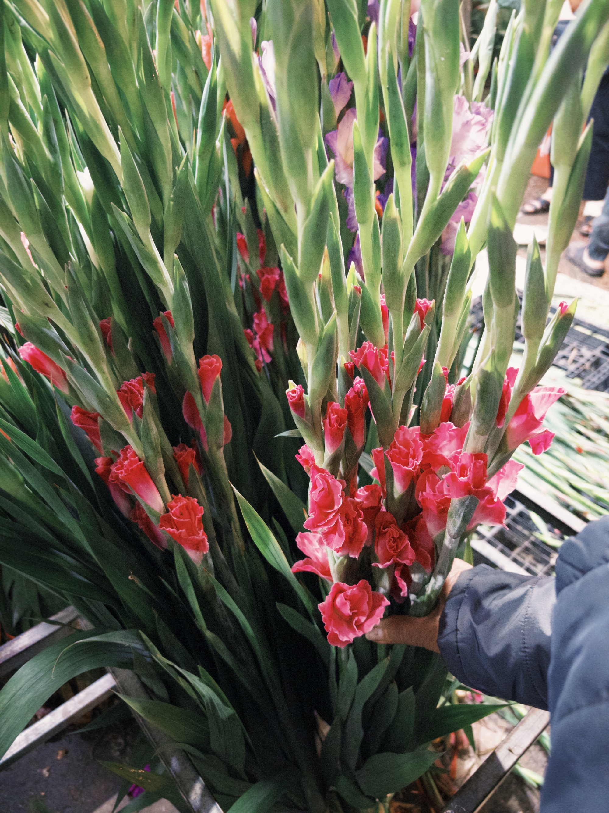 Phát điên vì hoa Tết năm nay!- Ảnh 1.