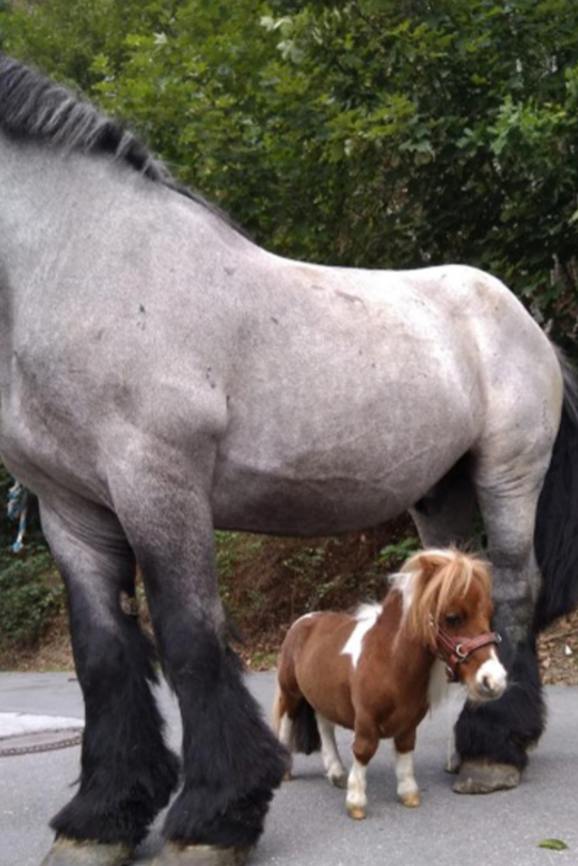 Ngộ nghĩnh chú ngựa lùn nhất thế giới - Ảnh 2.