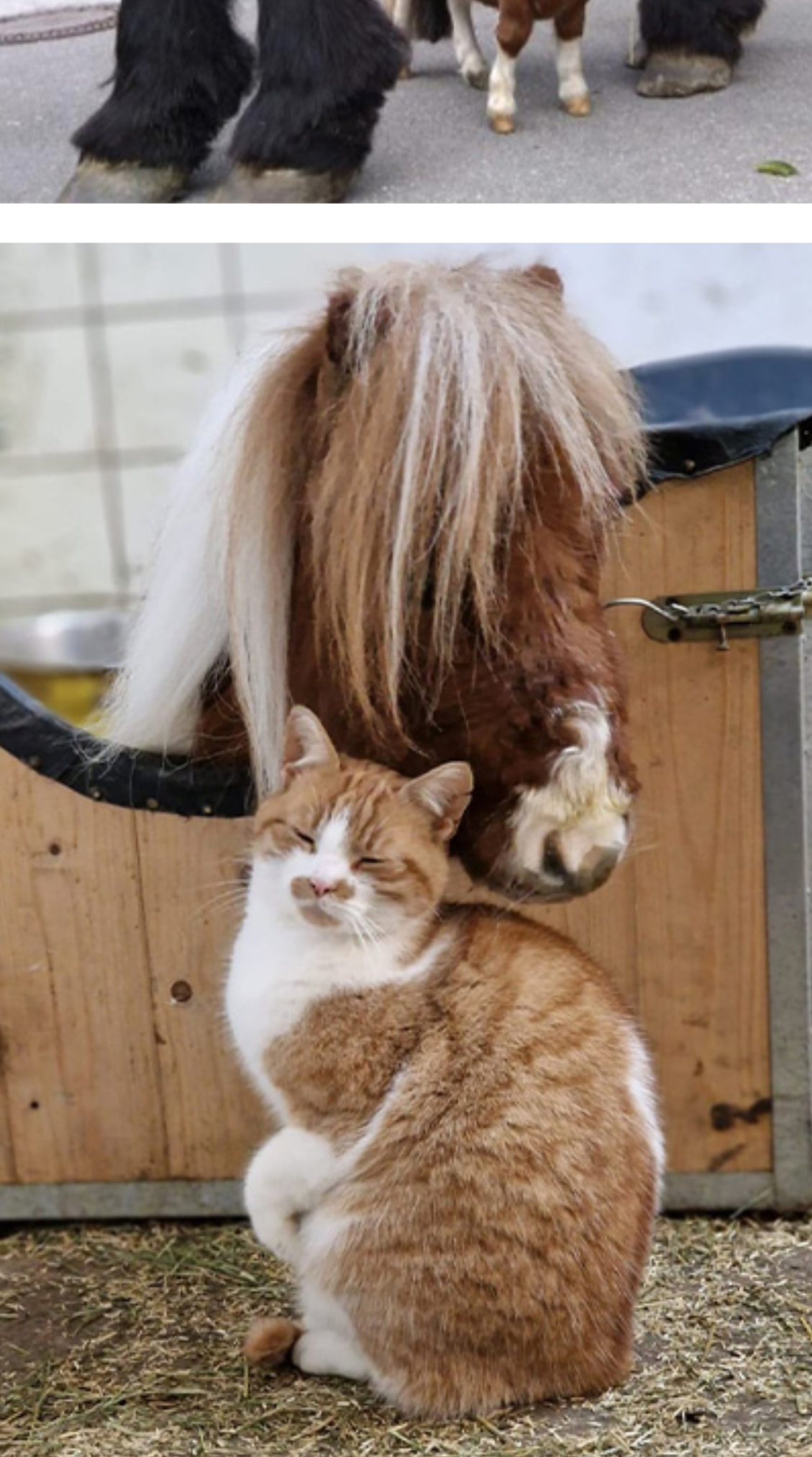 Ngộ nghĩnh chú ngựa lùn nhất thế giới - Ảnh 5.