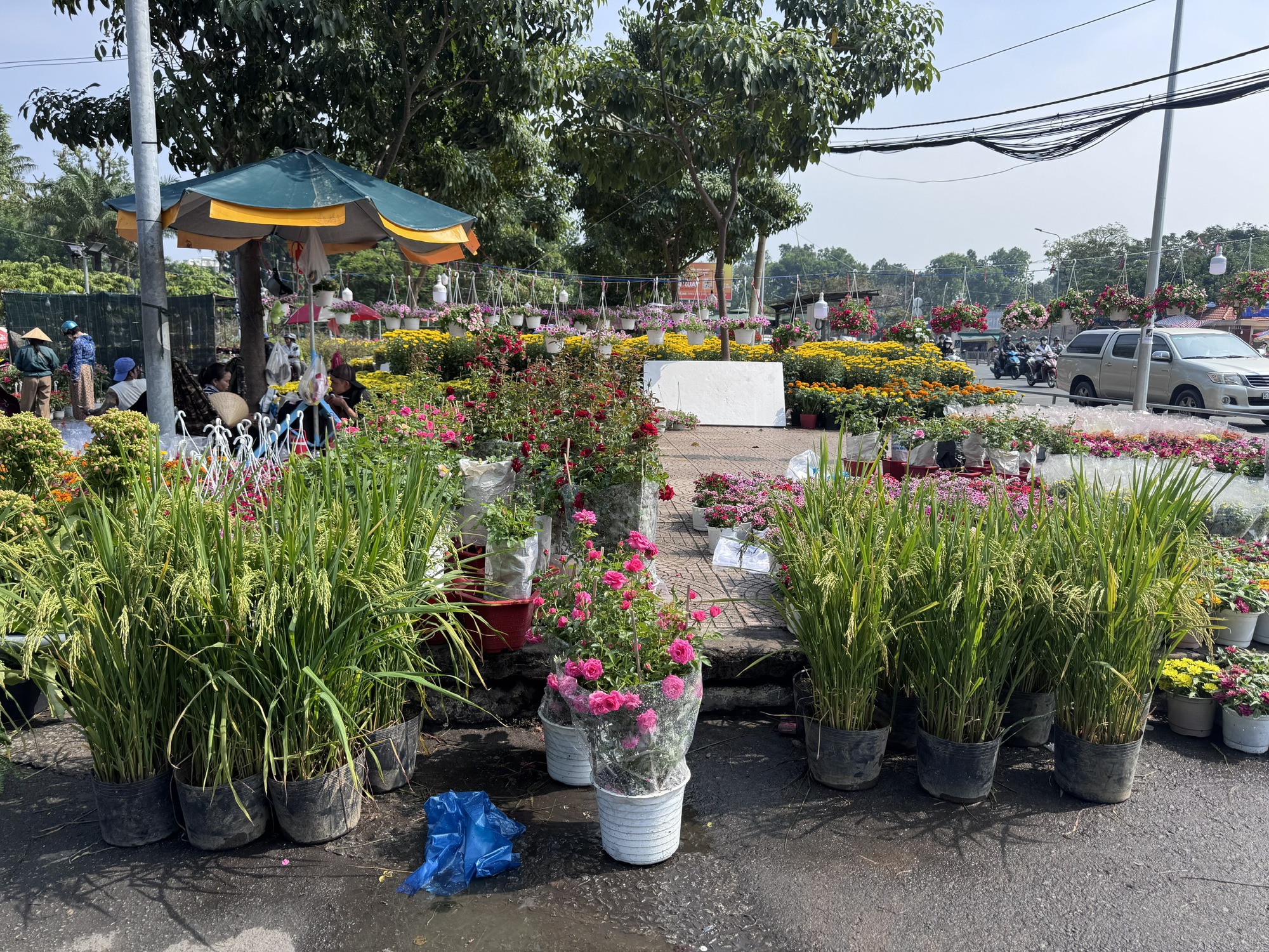 Khám phá các lọai hoa kiểng lạ tại chợ hoa Tết 2026 ở TP HCM - Ảnh 11.